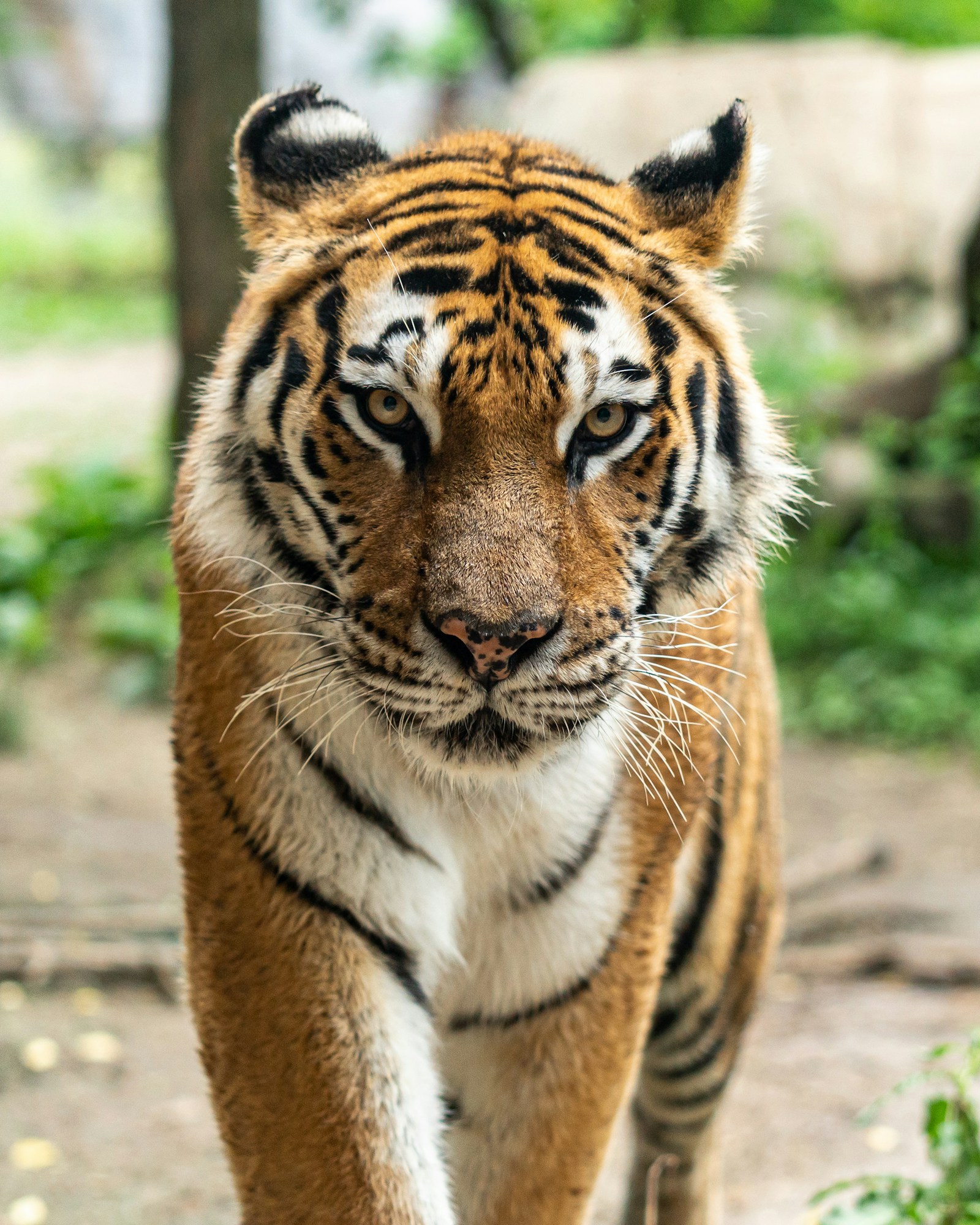 Wild instinct